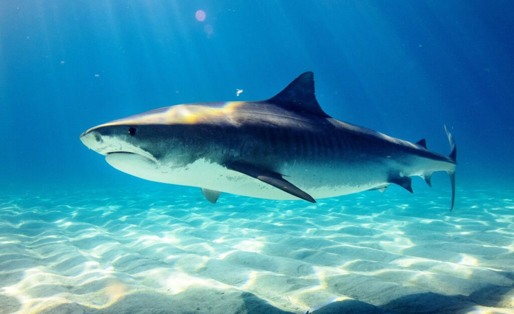 αίγυπτος-στην-κοιλιά-ενός-καρχαρία-τί-1019508