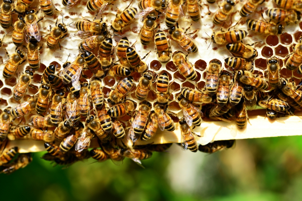 οι-απειλές-που-δέχονται-οι-μέλισσες-κα-1025444