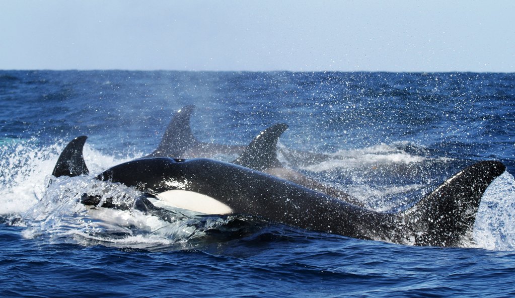 γιβραλτάρ-φάλαινες-όρκες-επιτέθηκαν-1017164