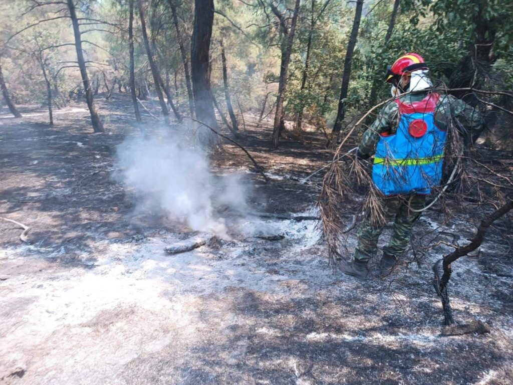 kαθ-δασολογίας-απθ-σε-20-χρόνια-αναγεννά-1049837