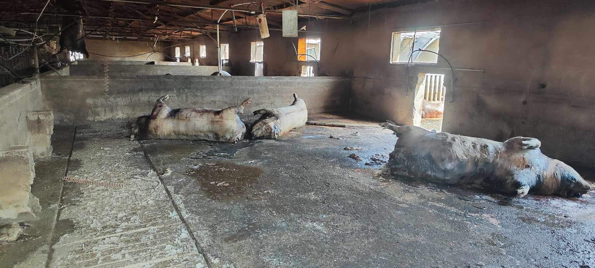 εικονα: Ιάσωνας Διδάγγελος