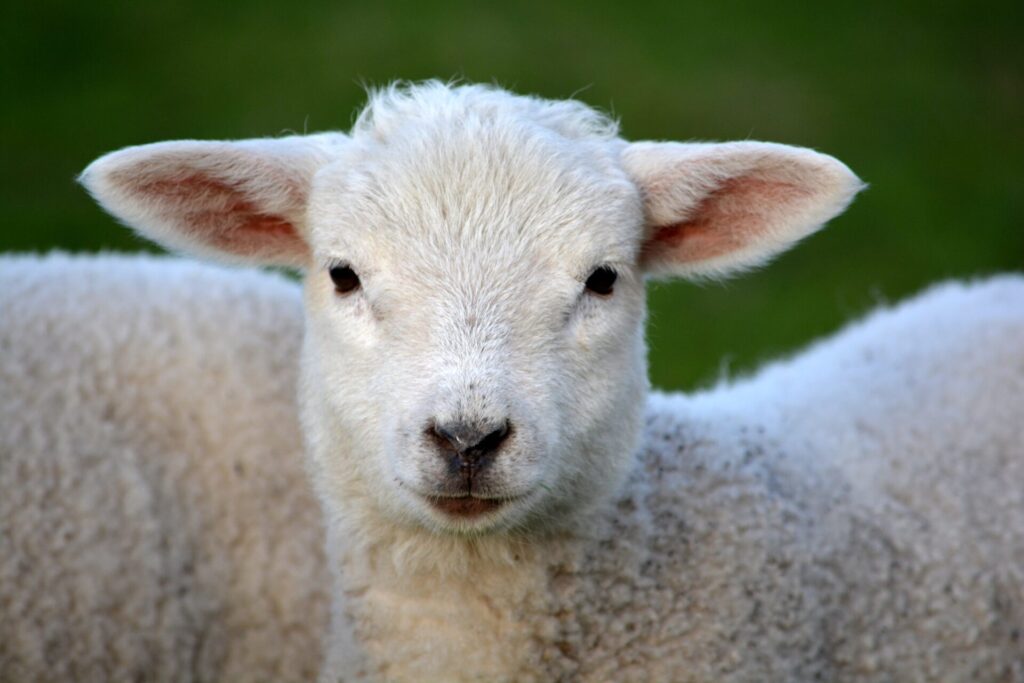το-πιο-μοναχικό-πρόβατο-της-βρετανία-1078773
