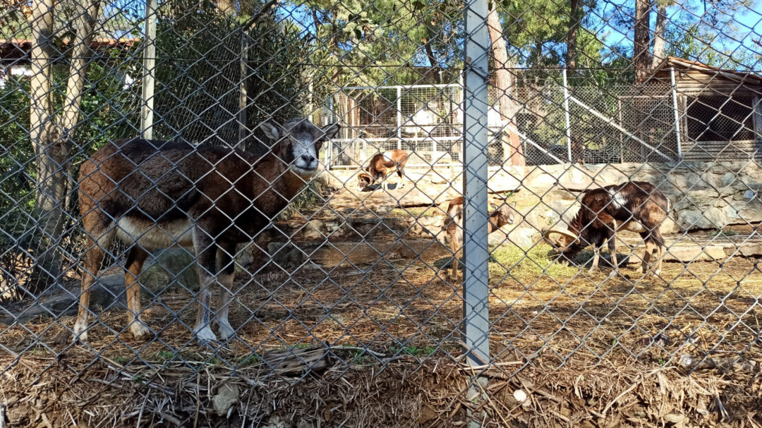 κλείνει-ο-ζωολογικός-κήπος-θεσσαλονί-1105281