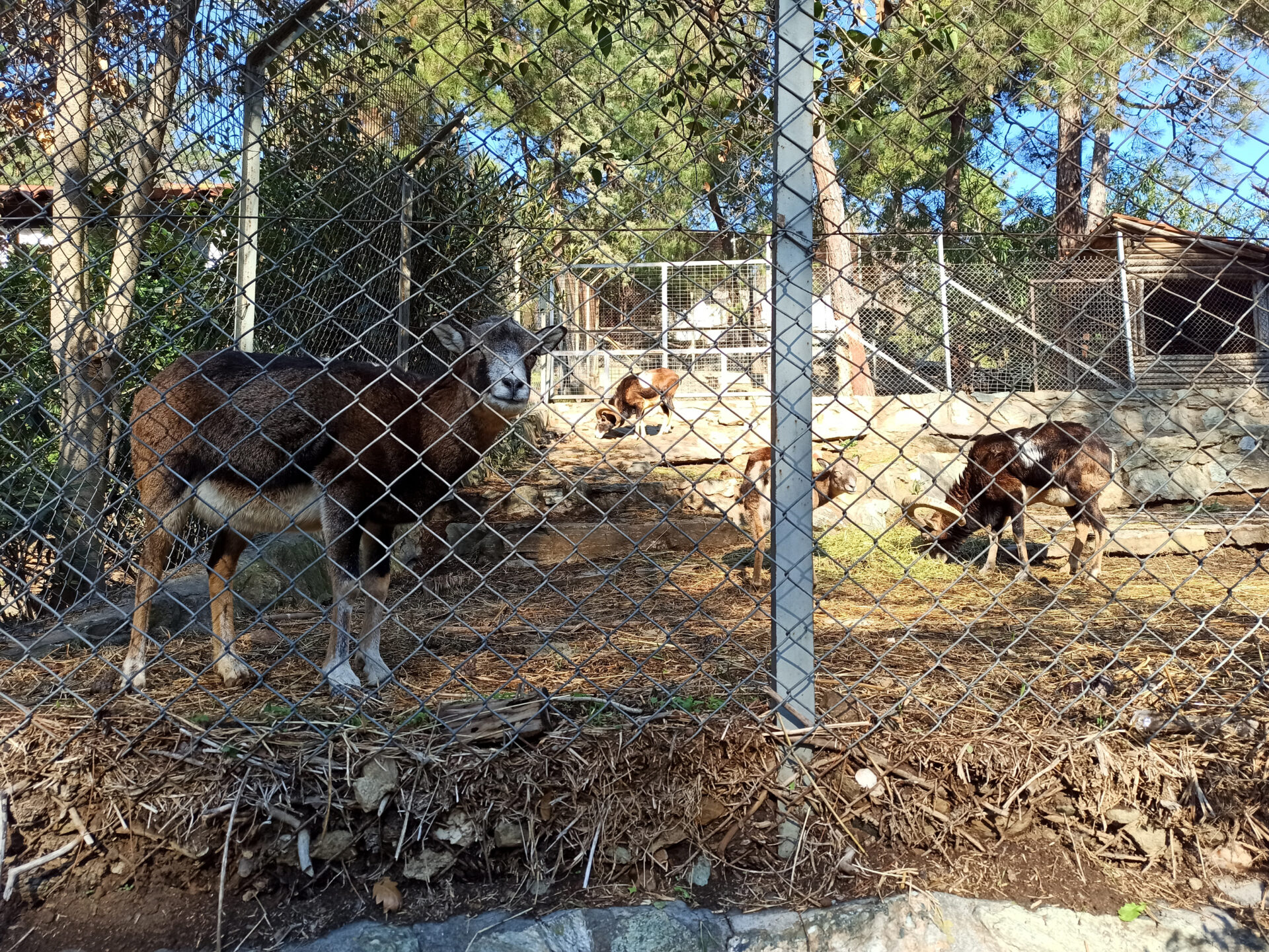 Ζωολογικός κήπος Θεσσαλονίκης