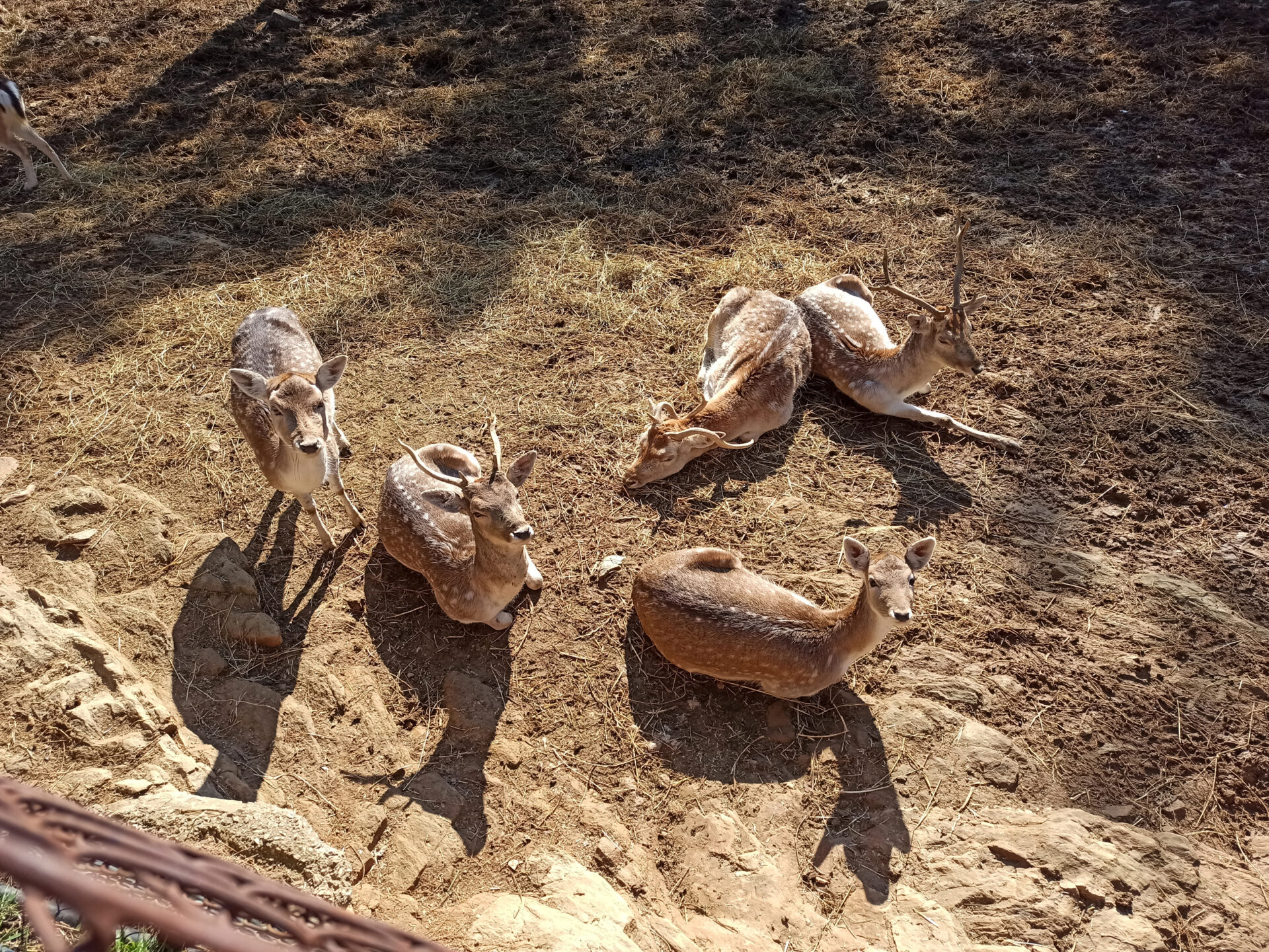 Ζωολογικός κήπος Θεσσαλονίκης