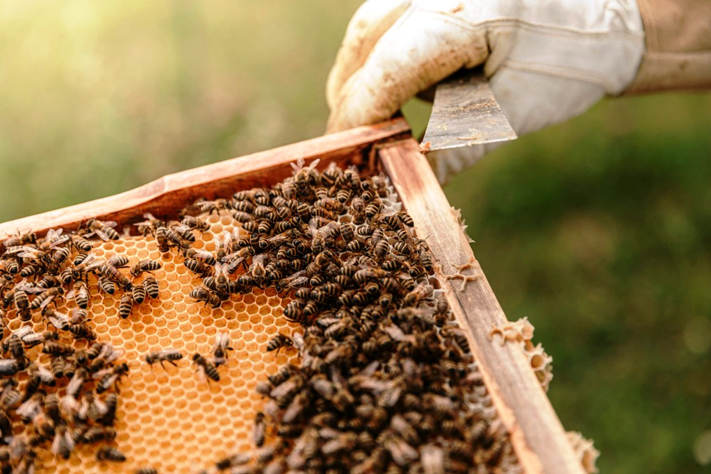 η-βουλή-δώρισε-1200-κυψέλες-σε-μελισσοκόμ-1114190