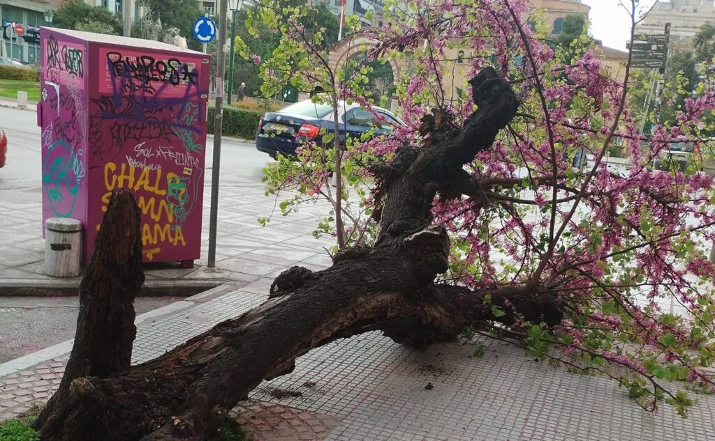 θεσσαλονίκη-έπεσε-δέντρο-έξω-από-το-κό-1142752