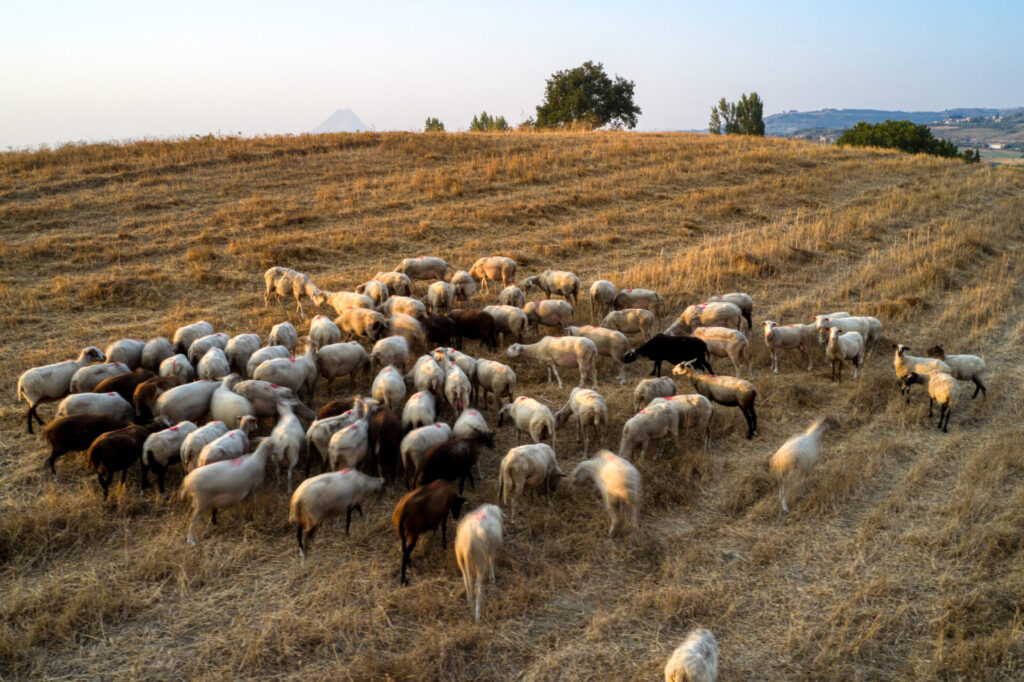 πανώλη-περισσότερα-από-1-300-αιγοπρόβατα-1192936