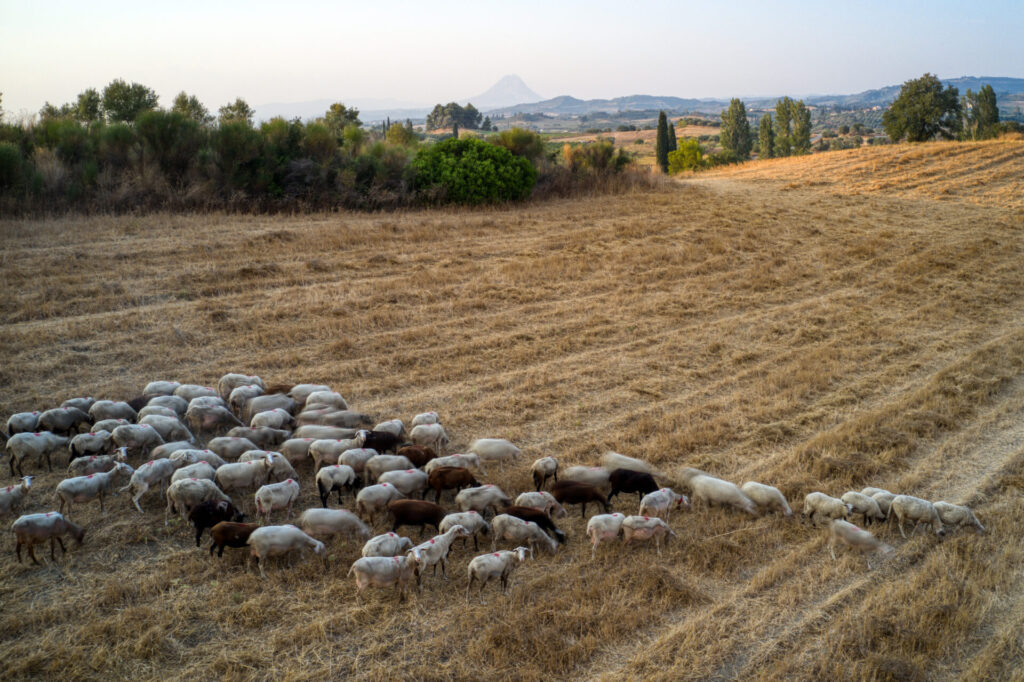 πανώλη-ελέγχθηκαν-230-000-ζώα-και-θανατώθηκ-1192937