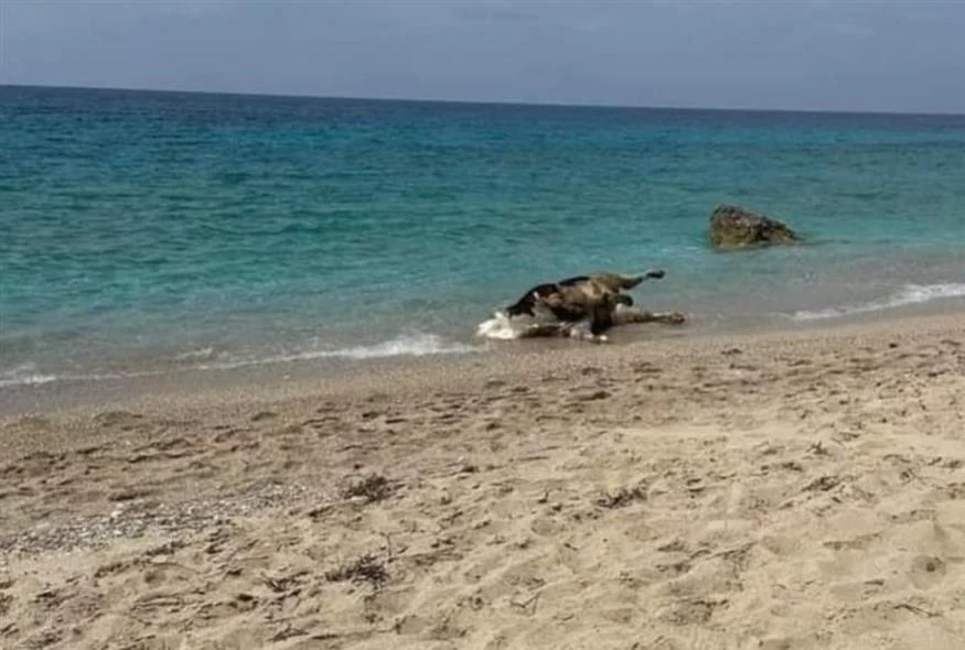 λευκάδα-νεκρές-αγελάδες-ξεβράζονται-1208077