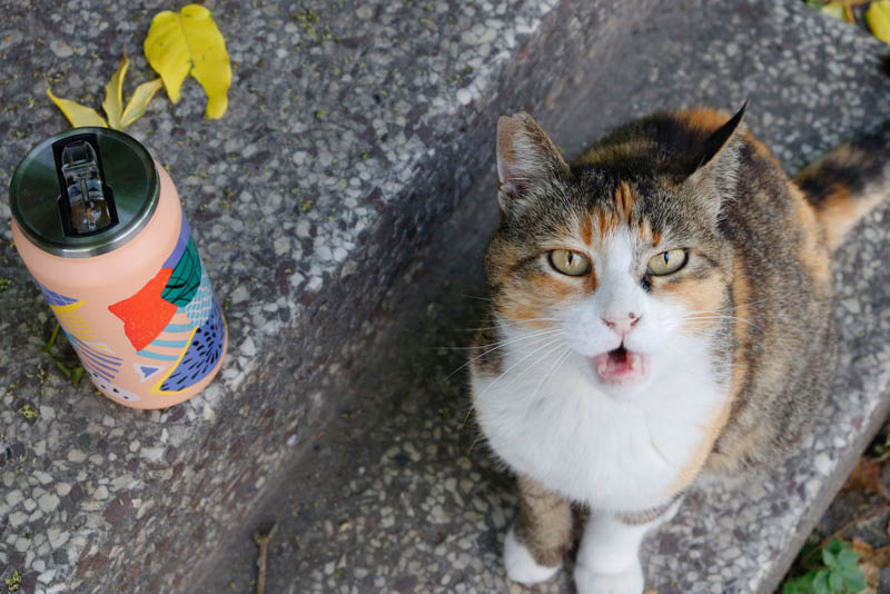 Αδέσποτα, καταφύγιο