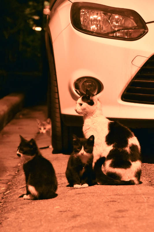 Αδέσποτα, γάτα