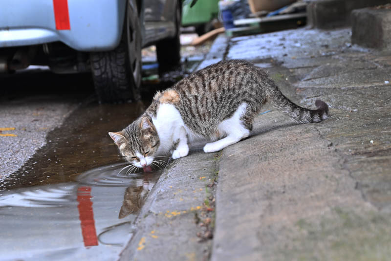 Αδέσποτα, γάτα