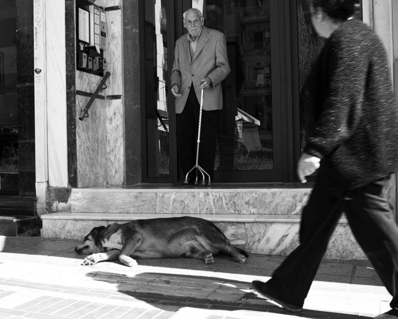 Αδέσποτα, γάτα