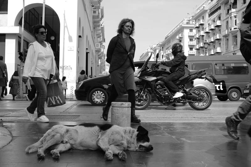 Αδέσποτα, σκύλος