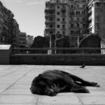 Αδέσποτα, σκύλος
