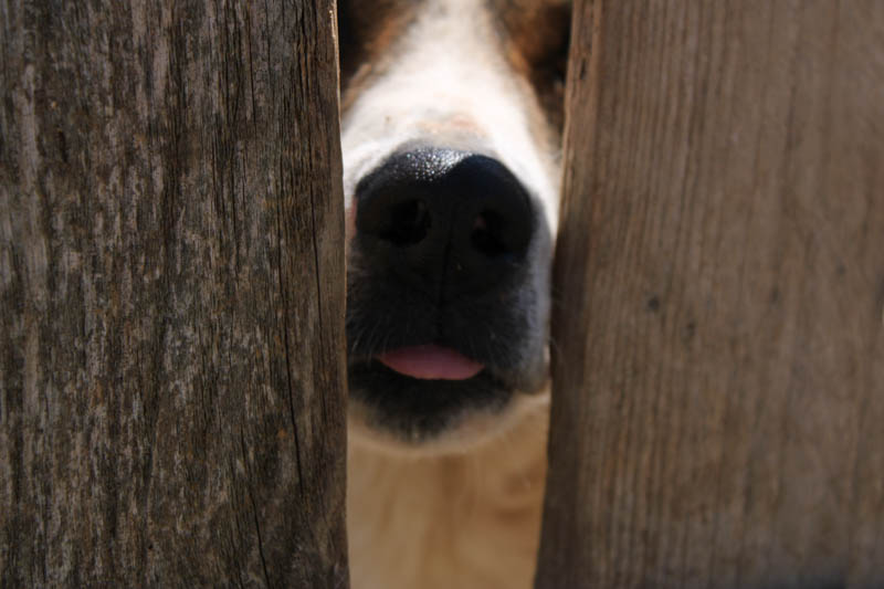 Αδέσποτα, σκύλος