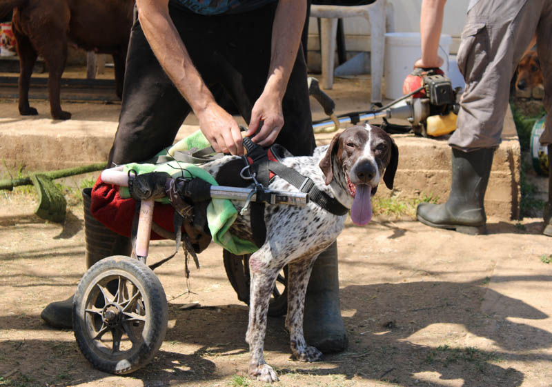Αδέσποτα, σκύλος