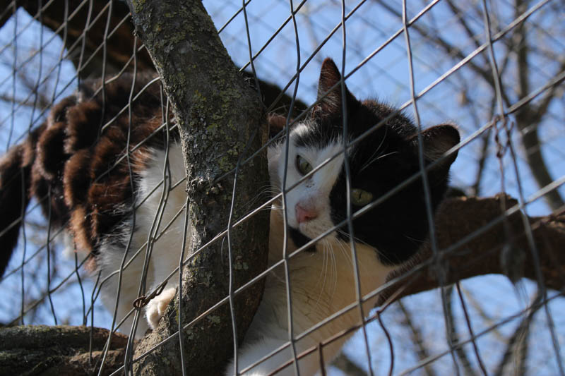 Αδέσποτα, γάτα