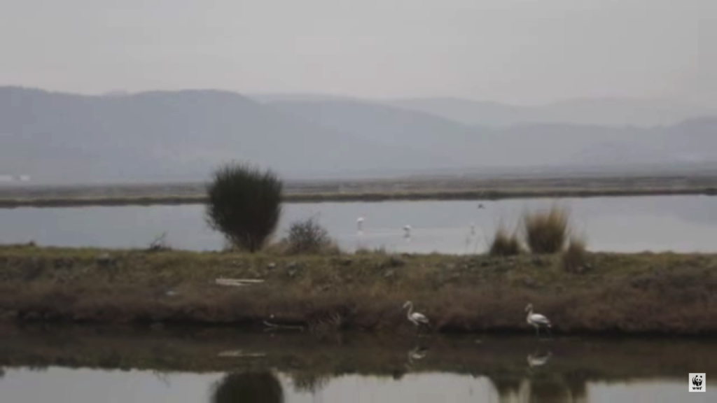 η-υπεραλίευση-μυδιών-ερημοποιεί-τον-κ-1234946