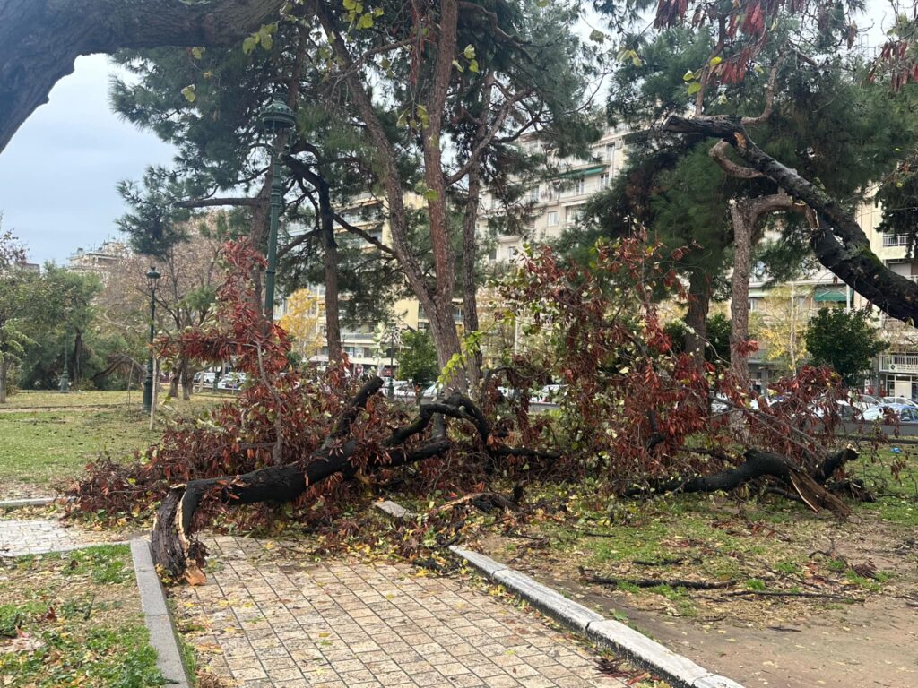 η-κακοκαιρία-ξερίζωσε-τα-δέντρα-στο-πά-1250046