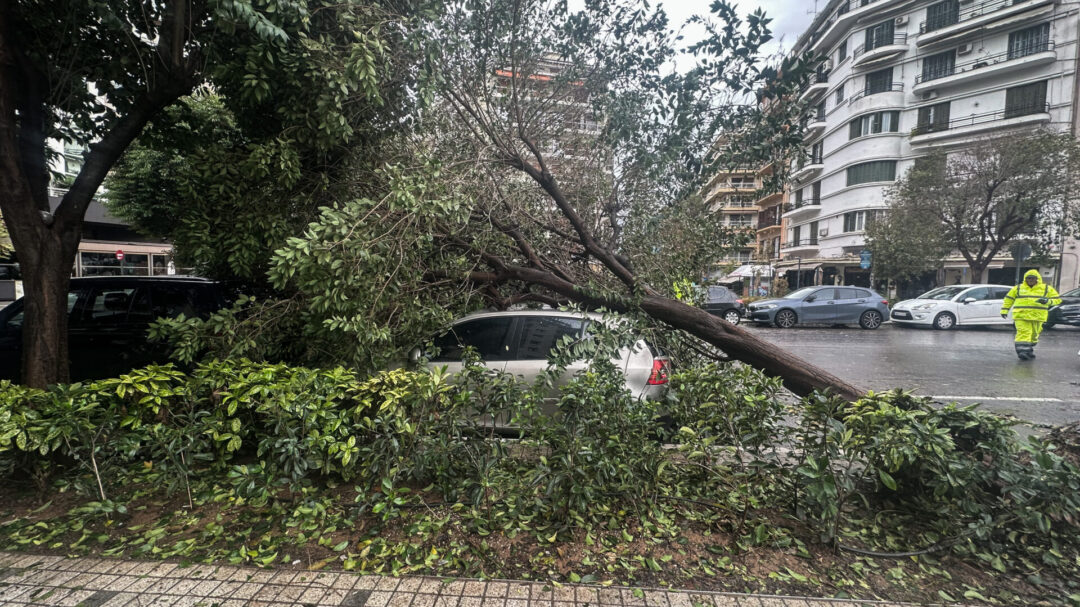 γιατί-τα-δέντρα-της-θεσσαλονίκης-δεν-α-1253181