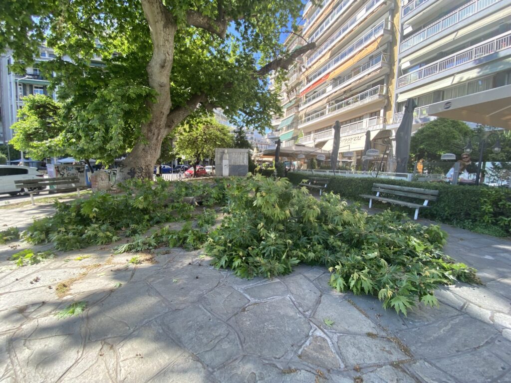 θεσσαλονίκη-έσπασε-μεγάλο-κλαδί-υπερ-1312426