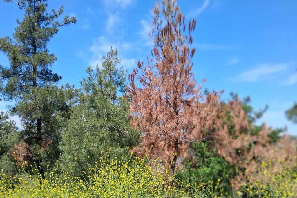 εικόνες-το-φλοιοφάγο-έντομο-απειλεί-ν-1314935