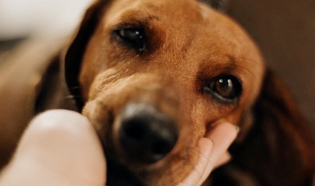 top-pets-spots-τα-απόλυτα-σημεία-στην-πόλη-για-το-κ-1316196