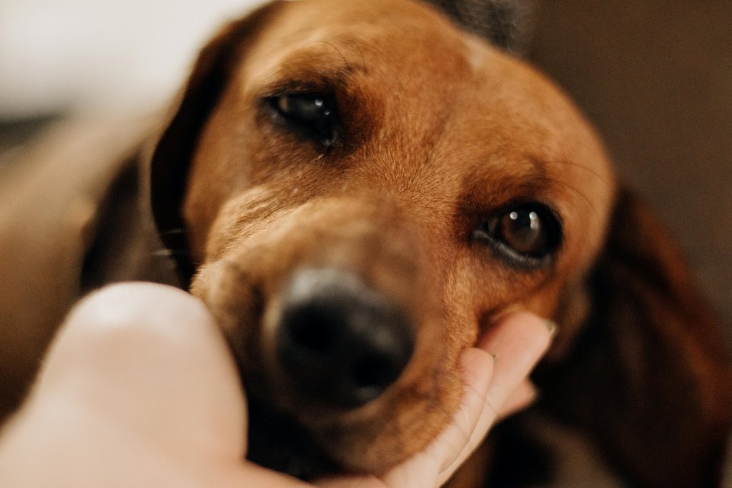 top-pets-spots-τα-απόλυτα-σημεία-στην-πόλη-για-το-κ-1316196