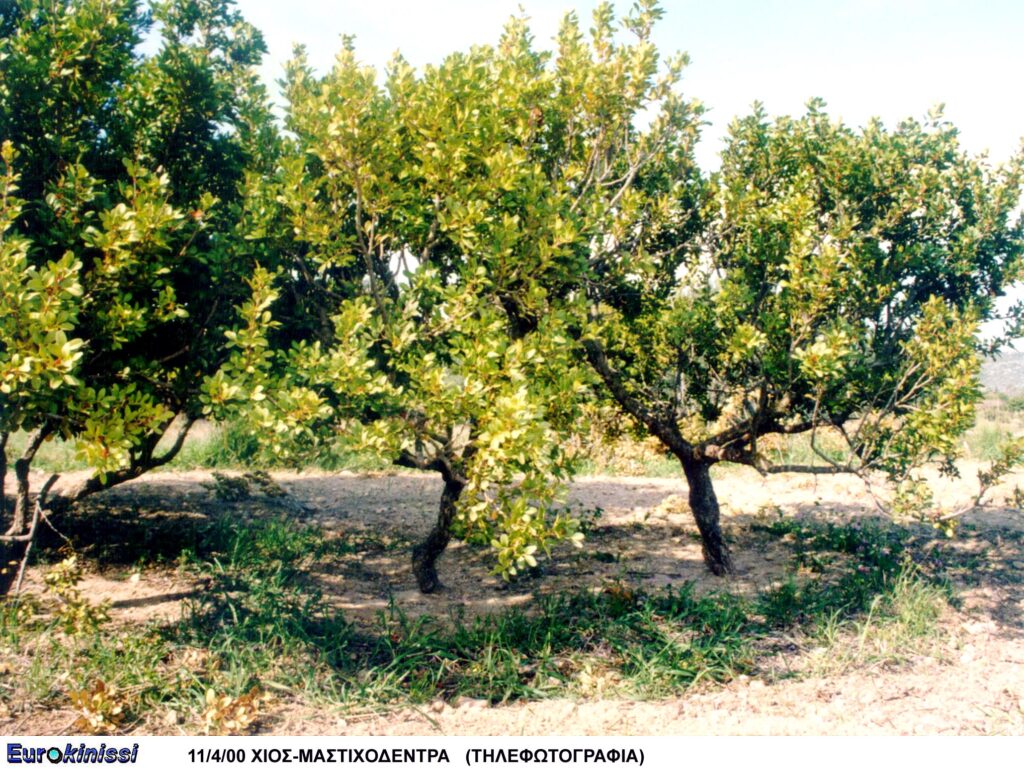 χίος-η-μαστίχα-μετρά-τις-πληγές-της-κ-1340806
