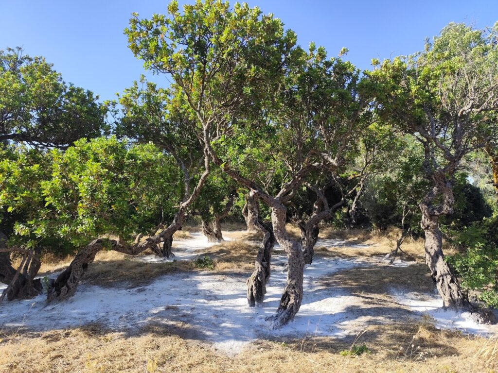 ένα-νησί-που-ζει-μέσα-στην-θλίψη-και-το-1339362