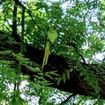 παπαγαλάκια