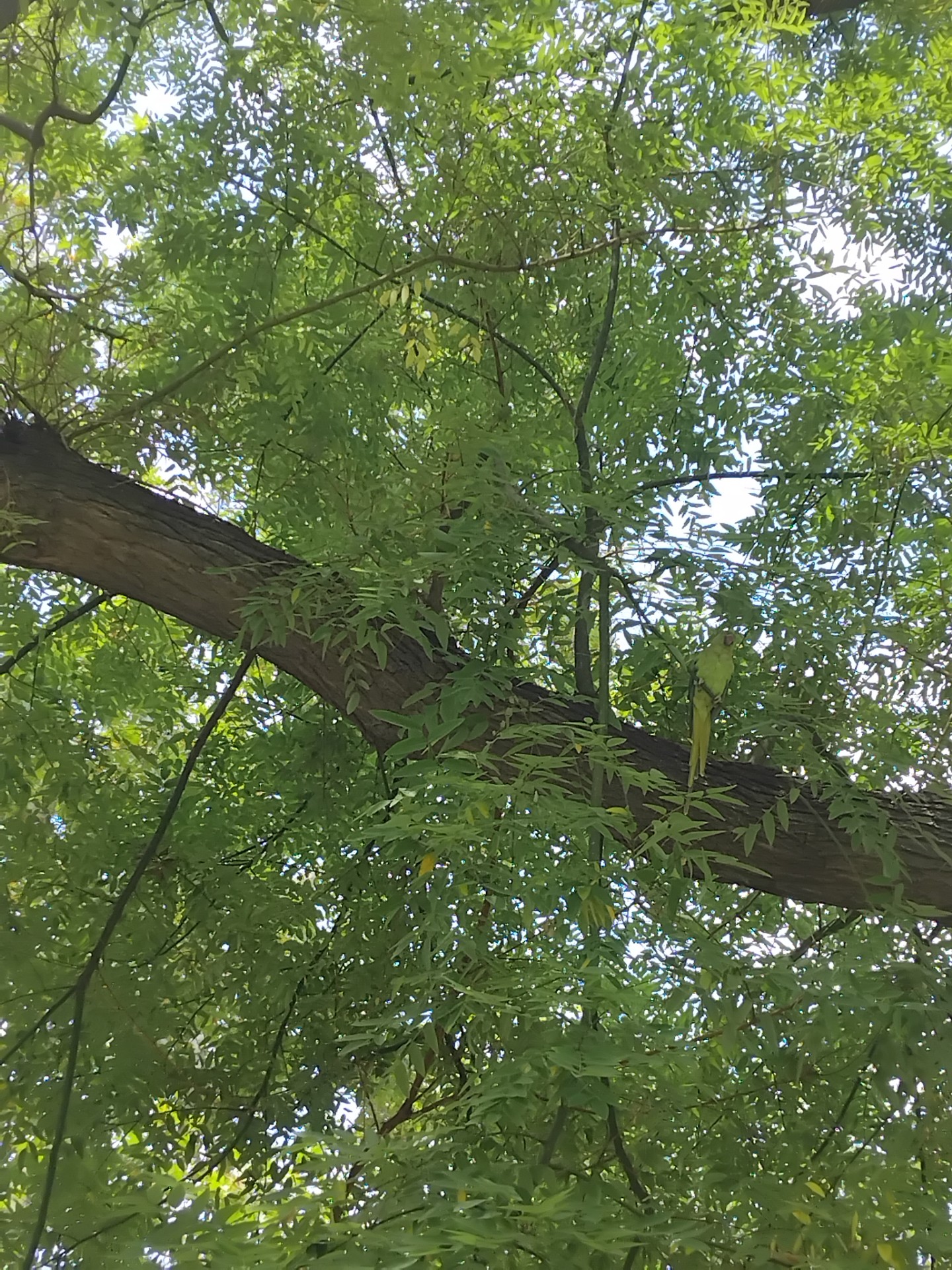 παπαγαλάκια