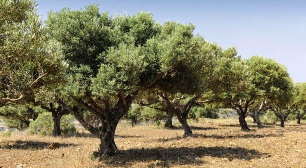 χαλκιδική-ιδιοκτήτης-αγροτεμάχιου-έ-1356695