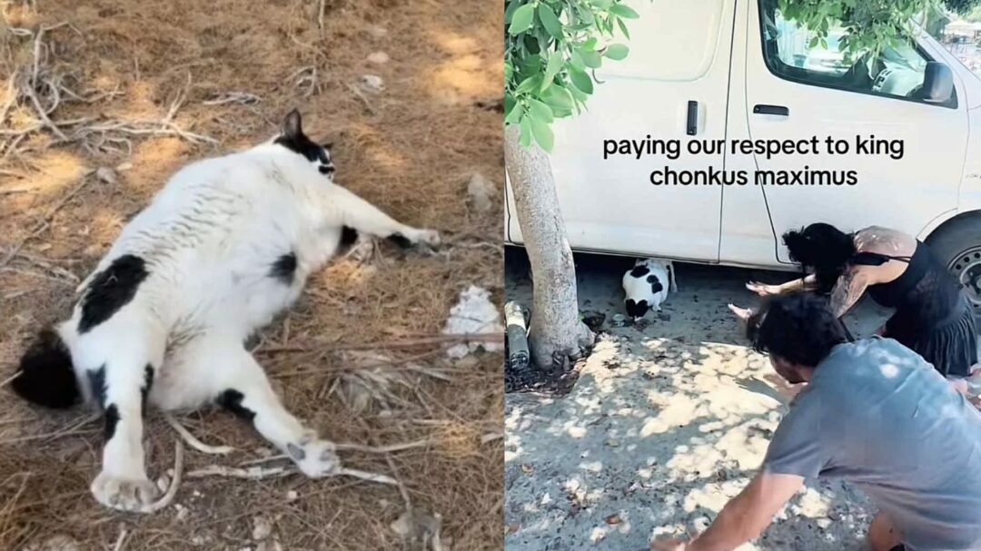 chonkus-maximus-η-viral-γάτα-των-χανίων-που-αποθεώνεται-1356685
