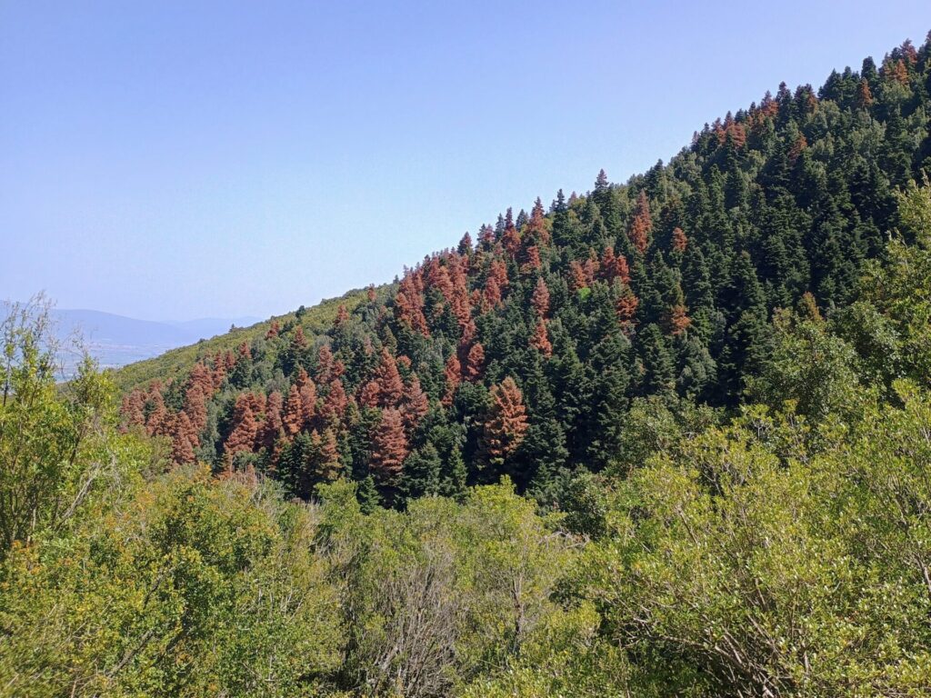 καρχαρίες-στο-δάσος-τα-φλοιοφάγα-έν-1373086