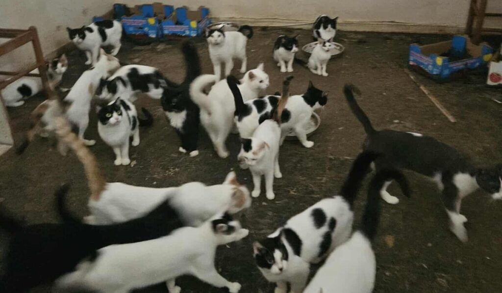 πάτρα-είχε-φυλακισμένες-χωρίς-φαγη-1395184