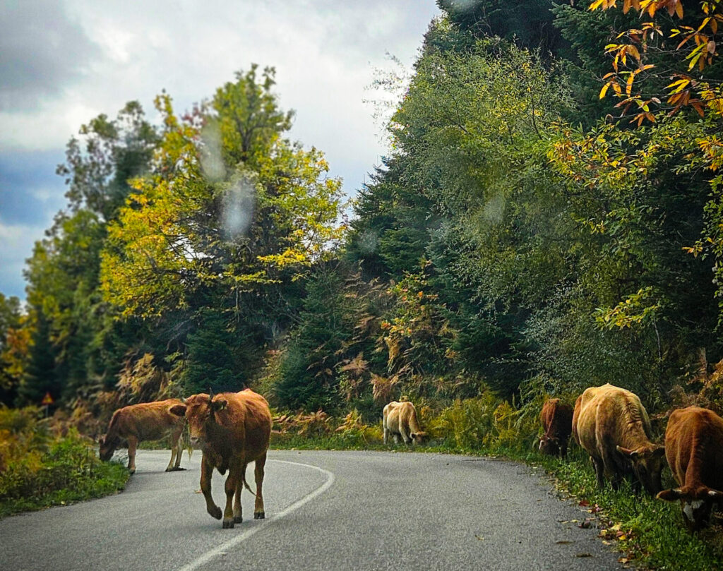 εικόνες-στα-άγραφα-εκεί-όπου-η-φύση-αν-1398991