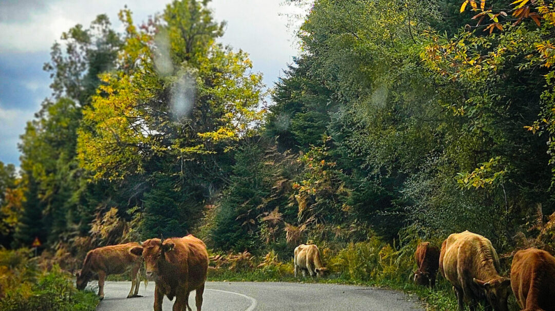 εικόνες-στα-άγραφα-εκεί-όπου-η-φύση-αν-1398991