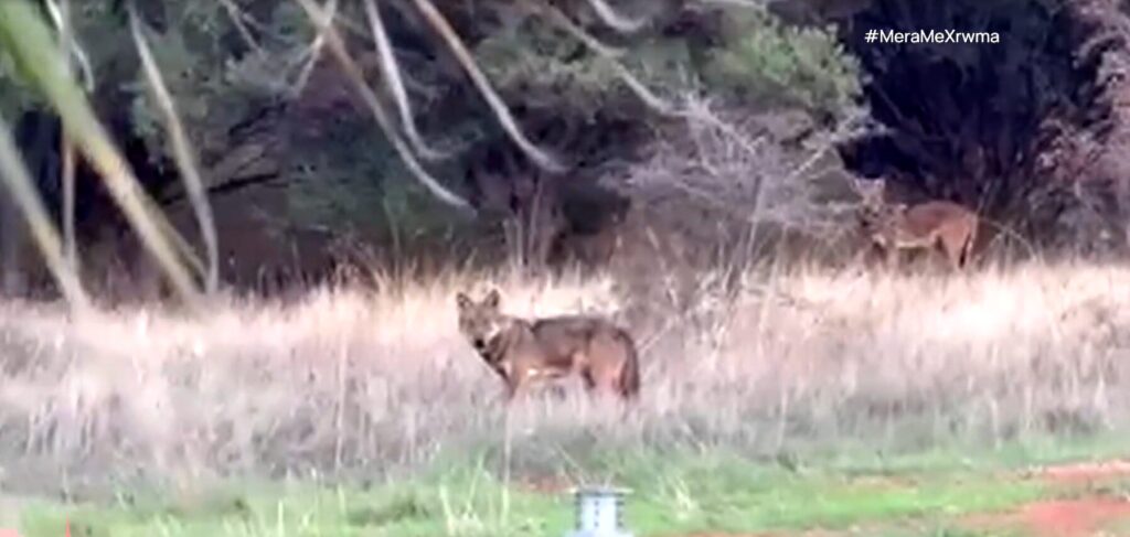 θεσσαλονίκη-βίντεο-λύκος-εμφανίστηκ-1401893