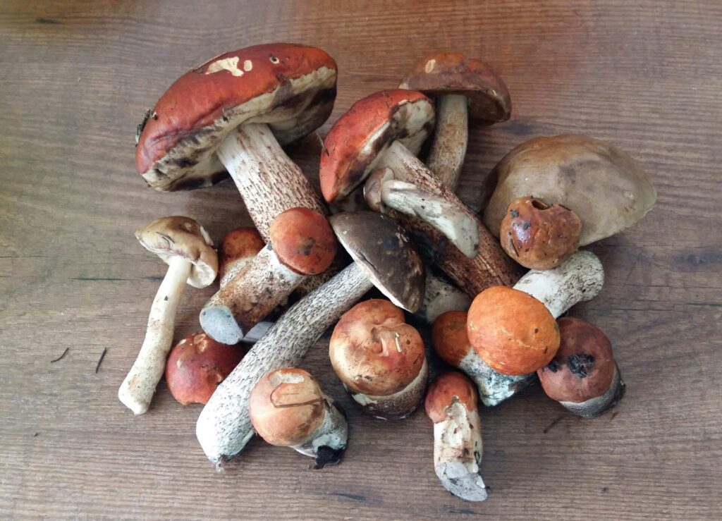 θεσσαλονίκη-στην-ιταλία-για-μεταμόσχ-1403259