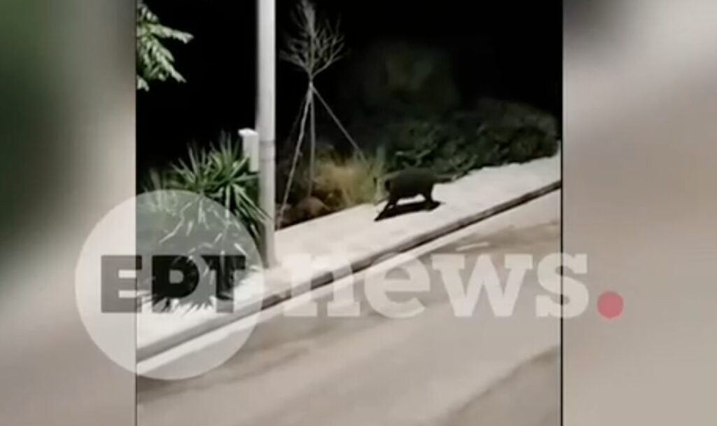 κυνηγούσαν-και-πυροβολούσαν-αγριογο-1404351