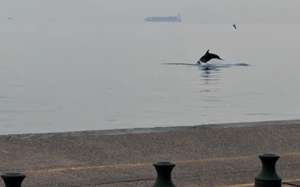 θεσσαλονίκη-απίστευτο-παιχνίδι-δελφ-1402752