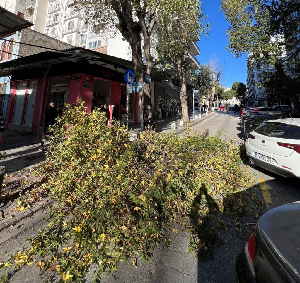 σφοδροί-άνεμοι-και-πτώσεις-δέντρων-στ-1417834