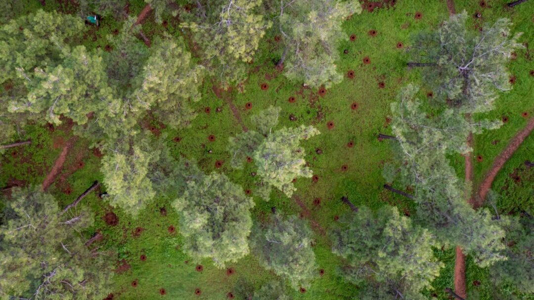 θεσσαλονίκη-1-100-νέα-δέντρα-φυτεύτηκαν-σ-1409948