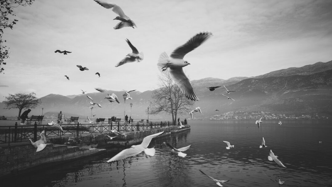 κωνσταντίνος-αλειφέρης-ο-φωτογράφος-1421638