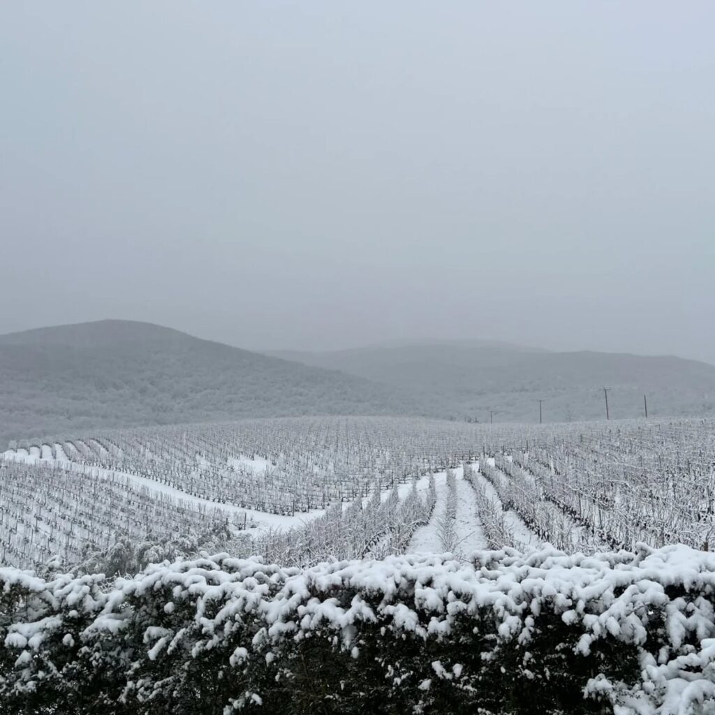 εικονες-τα-πάλλευκα-αμπέλια-του-κυρ-γι-1426923