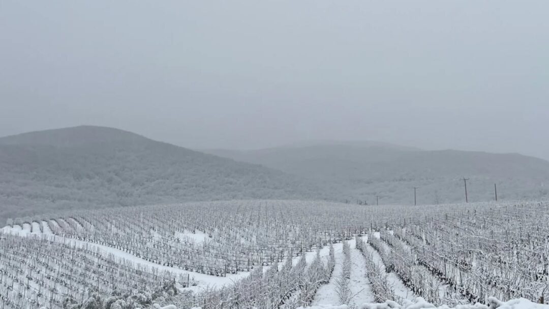 εικονες-τα-πάλλευκα-αμπέλια-του-κυρ-γι-1426923