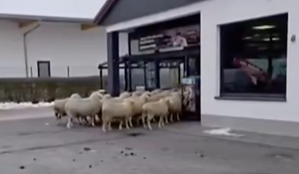 binteo-πάνω-από-50-πρόβατα-μπούκαραν-σε-σούπε-1421578